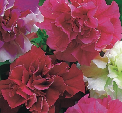 Picture of Petunia - Multiflora Double - Bonanza Mixed F1